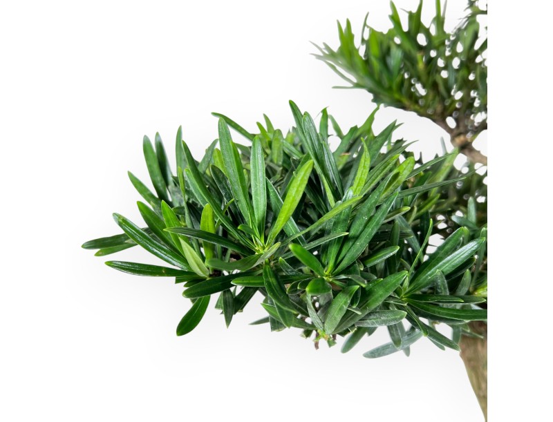 Podocarpus Bonsai von 60 cm | Beige ovaler Topf