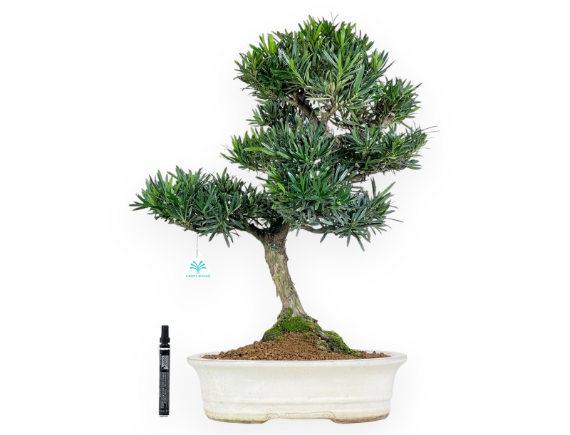 Podocarpus bonsai 60 cm | Beige oval pot