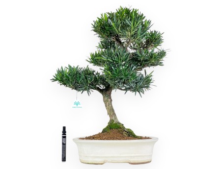Podocarpus bonsai 60 cm | Beige oval pot