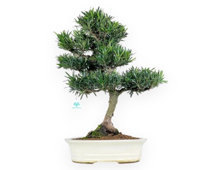 Podocarpus Bonsai von 60 cm | Beige ovaler Topf