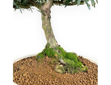 Podocarpus bonsái de 60 cm | Maceta oval beige