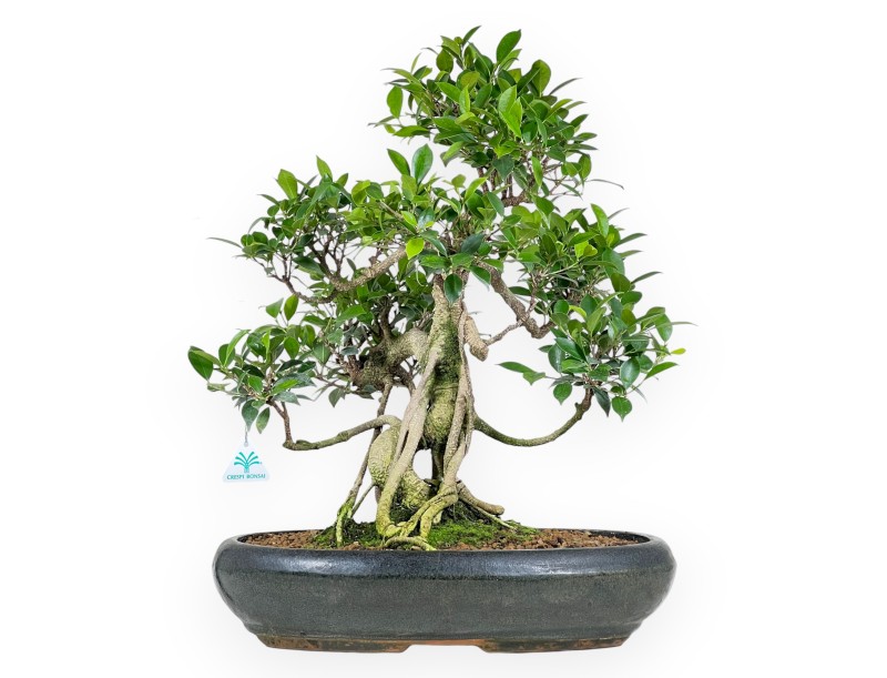 Ficus bonsaï de 58 cm | Pot ovale vert