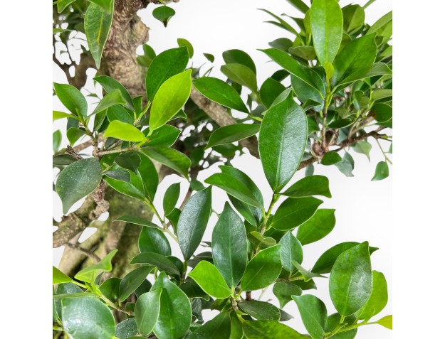 Bonsai di ficus da 58 cm | Vaso ovale verde scuro 2