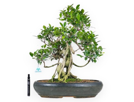 Ficus bonsaï de 58 cm | Pot ovale vert