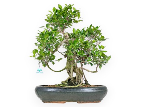 Ficus bonsaï de 58 cm | Pot ovale vert