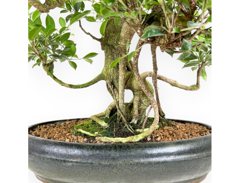 Ficus bonsaï de 58 cm | Pot ovale vert