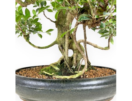 Ficus bonsaï de 58 cm | Pot ovale vert