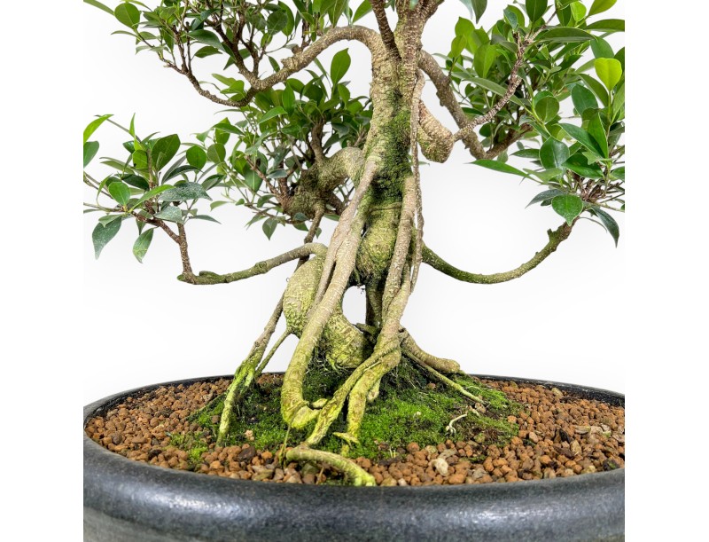 Ficus bonsaï de 58 cm | Pot ovale vert