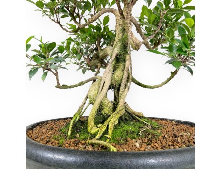 Ficus bonsaï de 58 cm | Pot ovale vert