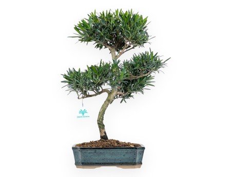 Podocarpus Macrophylla - Podokarp - 47 cm