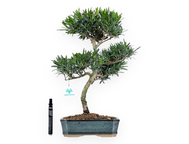 Podocarpus Macrophylla - Podocarpo - 47 cm 2