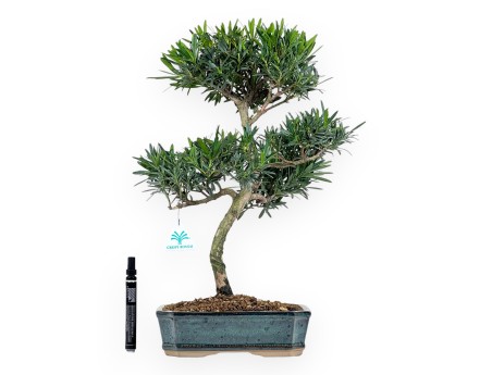Podocarpus Macrophylla - Podocarpe - 47 cm