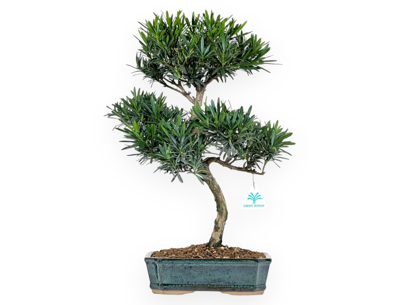 Podocarpus Macrophylla - Podocarpe - 47 cm