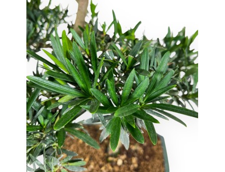 Podocarpus Macrophylla - Podocarp - 47 cm