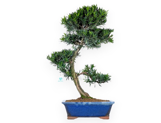 Bonsai di podocarpo da 73 cm | Vaso rettangolare blu