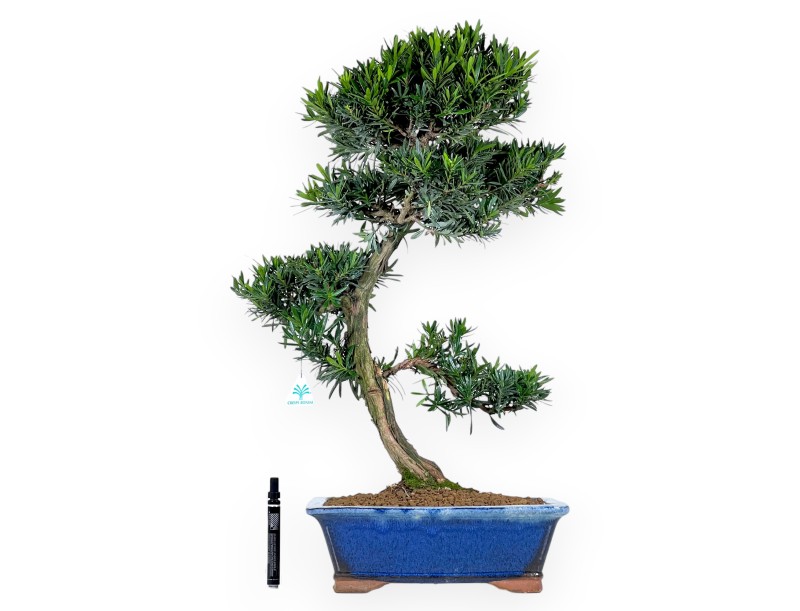 Podocarpus Bonsai 73 cm | Rechteckiger blauer Topf