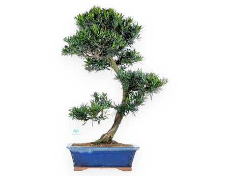 Podocarpus bonsai 73 cm | Maceta rectangular azul