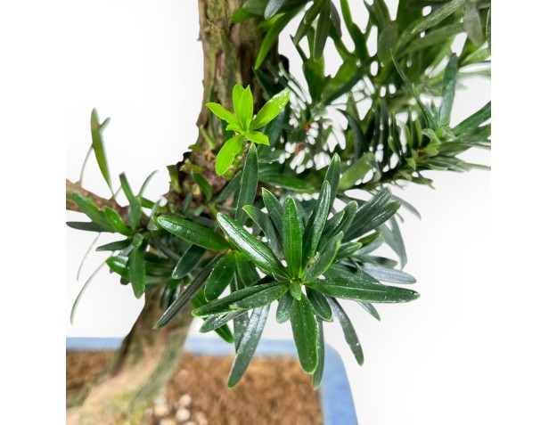 Podocarpus bonsai 73 cm | Rechthoekige blauwe pot 2