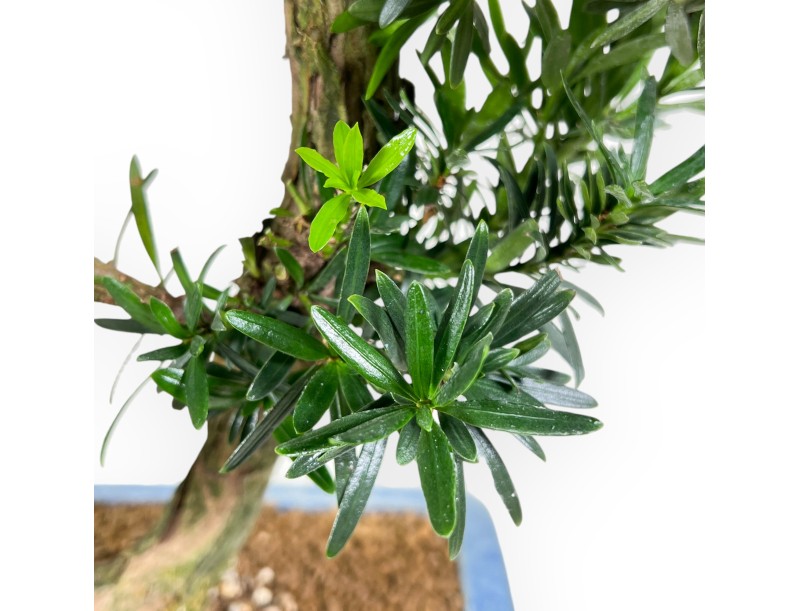 Bonsai di podocarpo da 73 cm | Vaso rettangolare blu