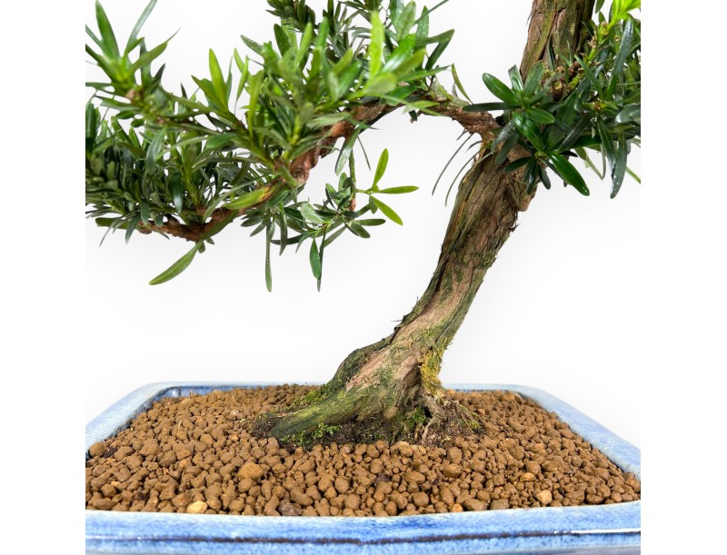 Podocarpus bonsai 73 cm | Maceta rectangular azul