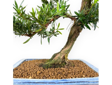 Podocarpus bonsai 73 cm | Pot rectangulaire bleu