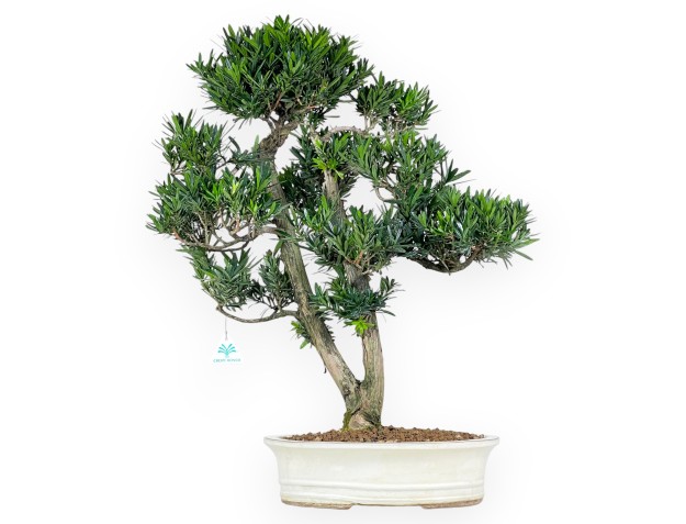 Podocarpus bonsai van 68 cm | Ovaal beige pot