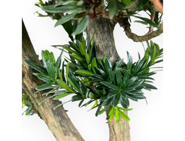 Podocarpus  bonsaï de 68 cm | Pot ovale beige 2