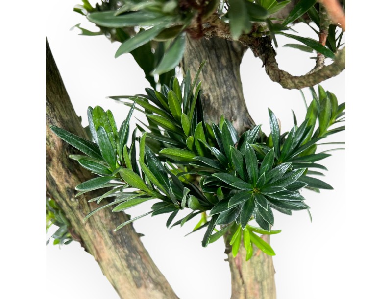 Bonsai di podocarpo da 68 cm | Vaso ovale beige