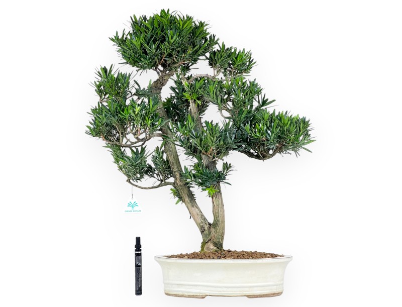 Bonsai di podocarpo da 68 cm | Vaso ovale beige