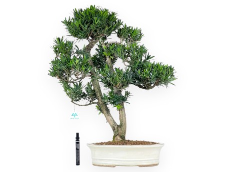 Bonsai di podocarpo da 68 cm | Vaso ovale beige
