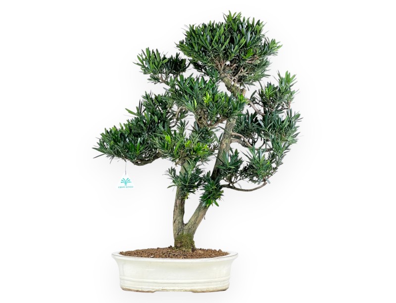 Podocarpus Bonsai von 68 cm | Beige ovaler Topf