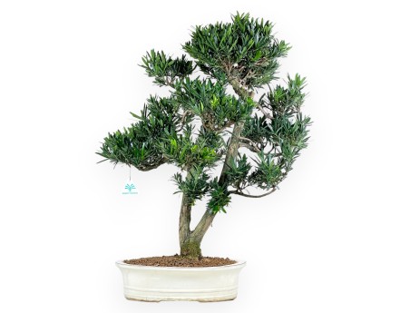 Podocarpus bonsái de 68 cm | Maceta oval beige