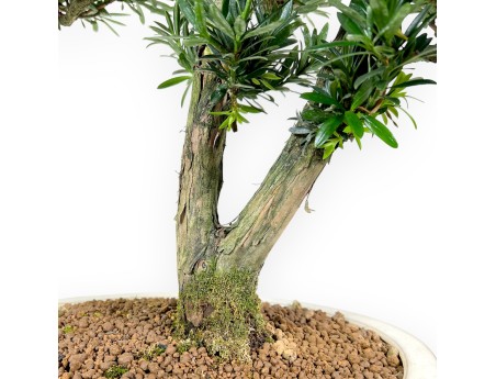 Bonsai di podocarpo da 68 cm | Vaso ovale beige