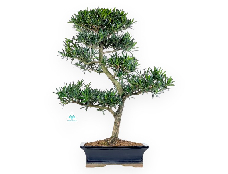 Podocarpus Bonsai von 67 cm | Rechteckigen blau Topf