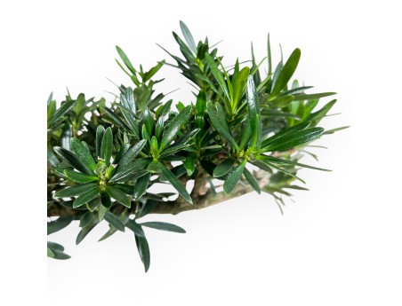 Podocarpus bonsái de 67 cm | Maceta rectangular azul