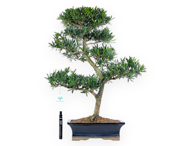 Podocarpus Bonsai von 67 cm | Rechteckigen blau Topf