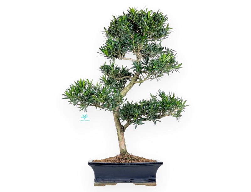 Podocarpus bonsai 67 cm | Rectangular blue pot