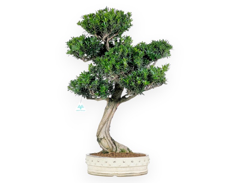 Podocarpus  bonsaï de 70 cm | Pot rond beige