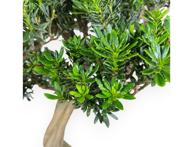 Podocarpus  bonsaï de 70 cm | Pot rond beige 2