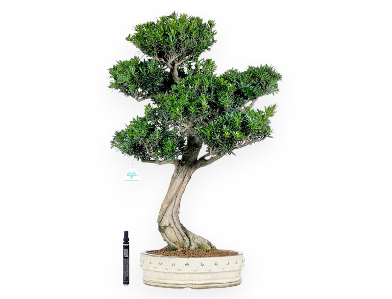Podocarpus bonsái de 70 cm | Maceta redondo beige