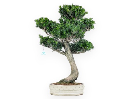 Podocarpus Bonsai von 70 cm | Beige rund Topf