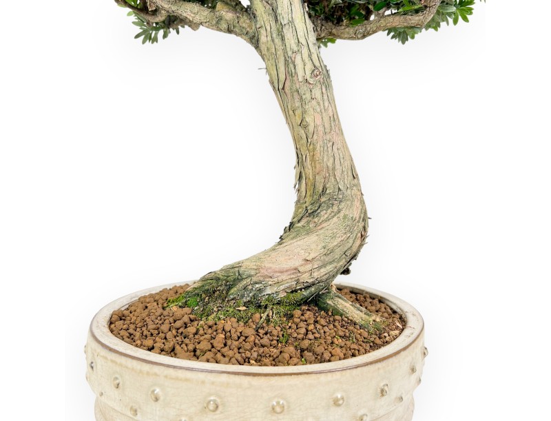 Podocarpus Bonsai von 70 cm | Beige rund Topf