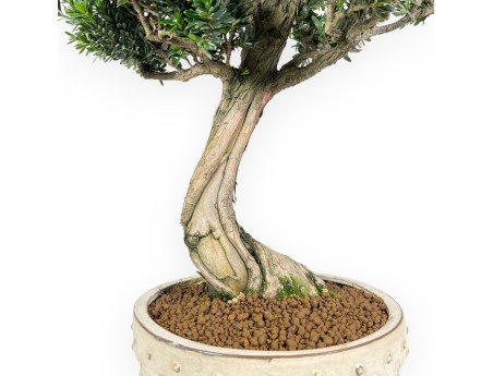 Podocarpus  bonsaï de 70 cm | Pot rond beige