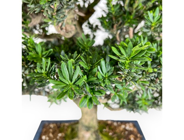 Bonsai di podocarpo da 71 cm | Vaso rettangolare blu 2