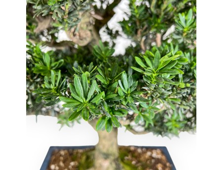 Podocarpus  bonsaï de 71 cm | Pot rectangulaire bleu