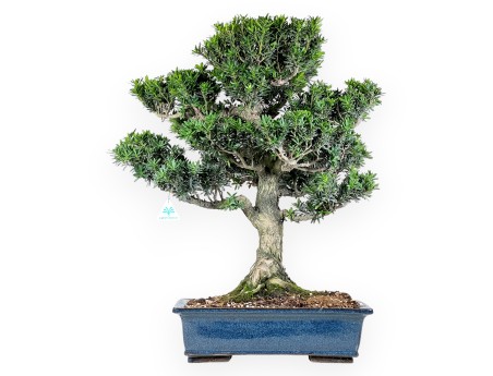 Podocarpus bonsái de 71 cm | Maceta rectangular azul