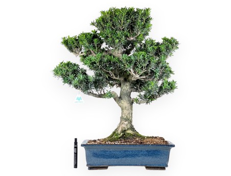 Podocarpus Bonsai von 71 cm | Rechteckigen blau Topf