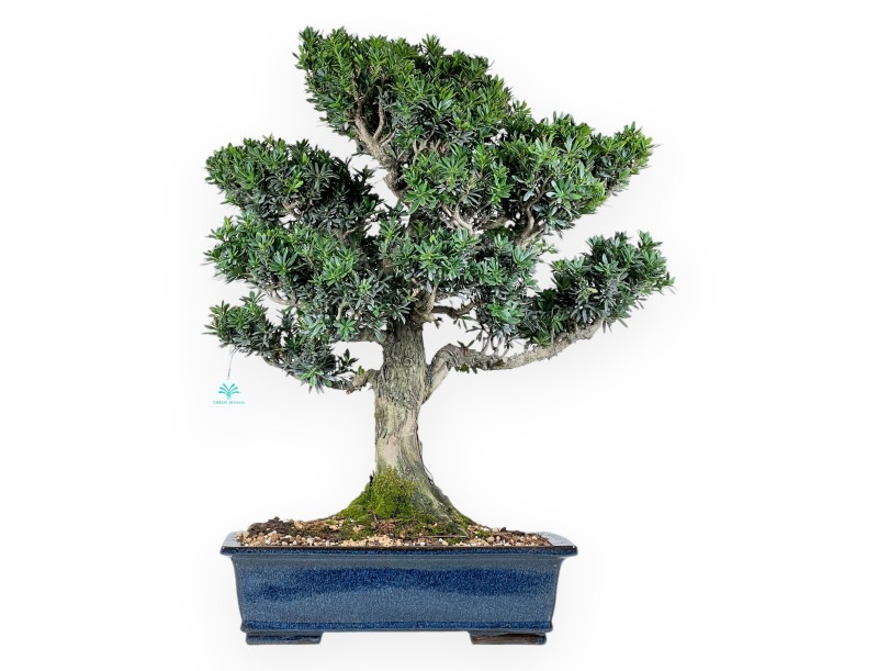 Podocarpus Bonsai von 71 cm | Rechteckigen blau Topf