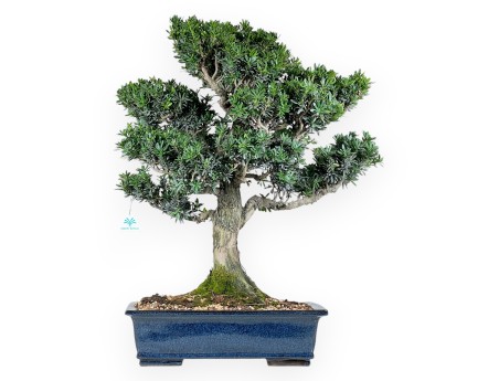 Bonsai di podocarpo da 71 cm | Vaso rettangolare blu