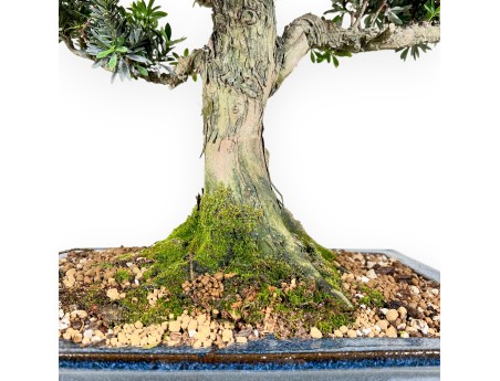 Podocarpus  bonsaï de 71 cm | Pot rectangulaire bleu